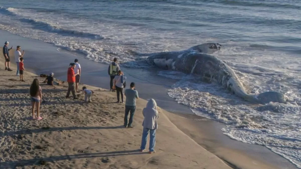 Hallan ballena muerta en Playas de Tijuana