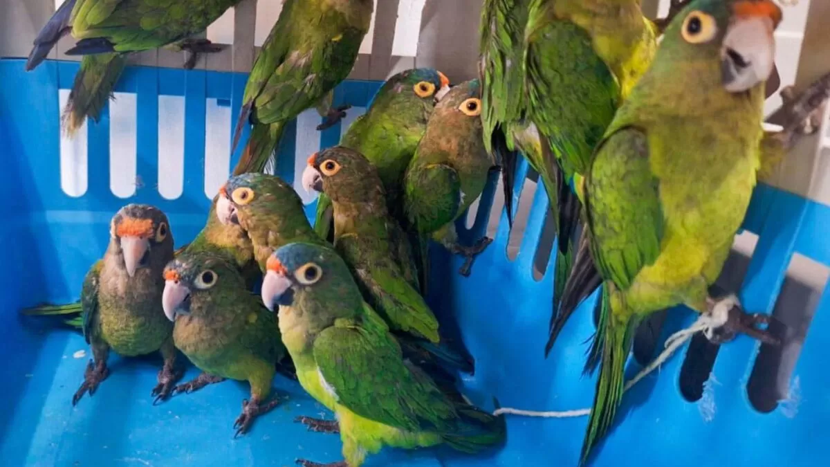 Operativo de Profepa rescata 40 aves en peligro de extinción