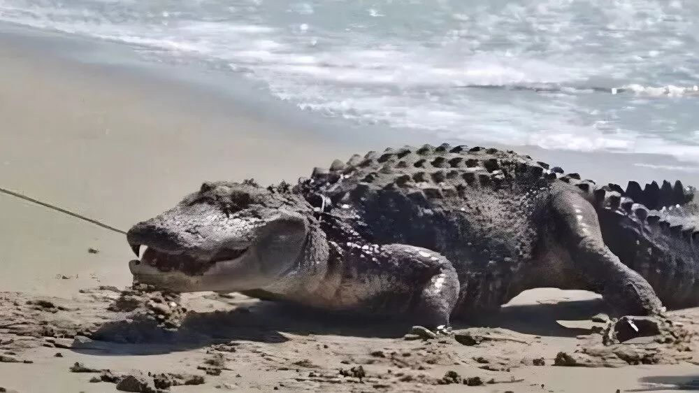 Turista se salva de mordida de cocodrilo en playa de Puerto Vallarta