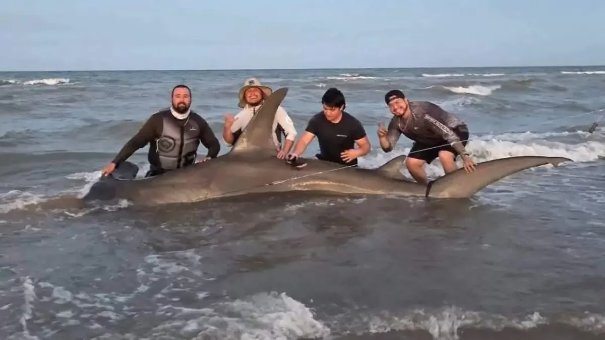 Capturan y liberan a tiburón martillo de 450 kilos en Isla del Padre