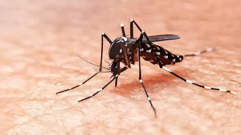 Matamoros registra alza de 50% en casos de dengue