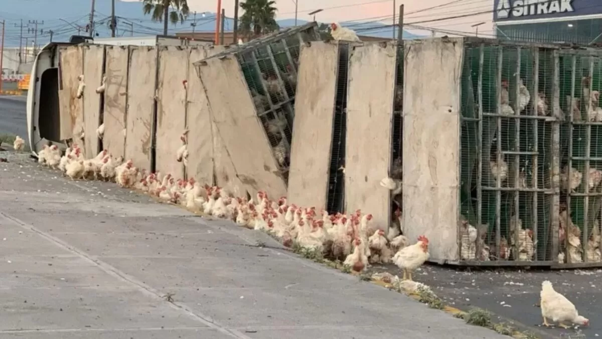 Vuelca tráiler y deja miles de gallinas muertas y heridas