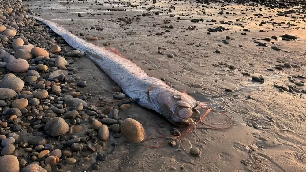 Hallan dos peces remo heridos en costas de Baja California