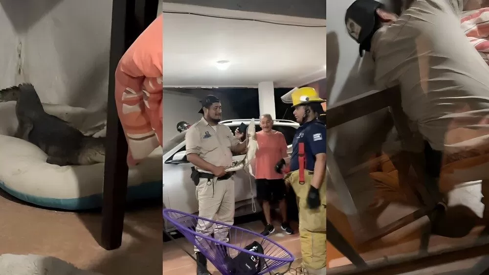 Encuentran a cocodrilo durmiendo en cama de su perro en Tampico