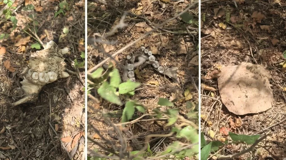 Localizan más restos humanos en zona al sur poniente de Reynosa