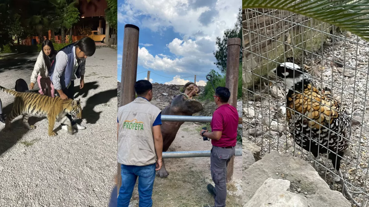 Profepa asegura tigre, hipopótamo y faisán en Hidalgo