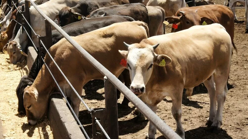Piden parar importación de res de Centroamérica por gusano barrenador