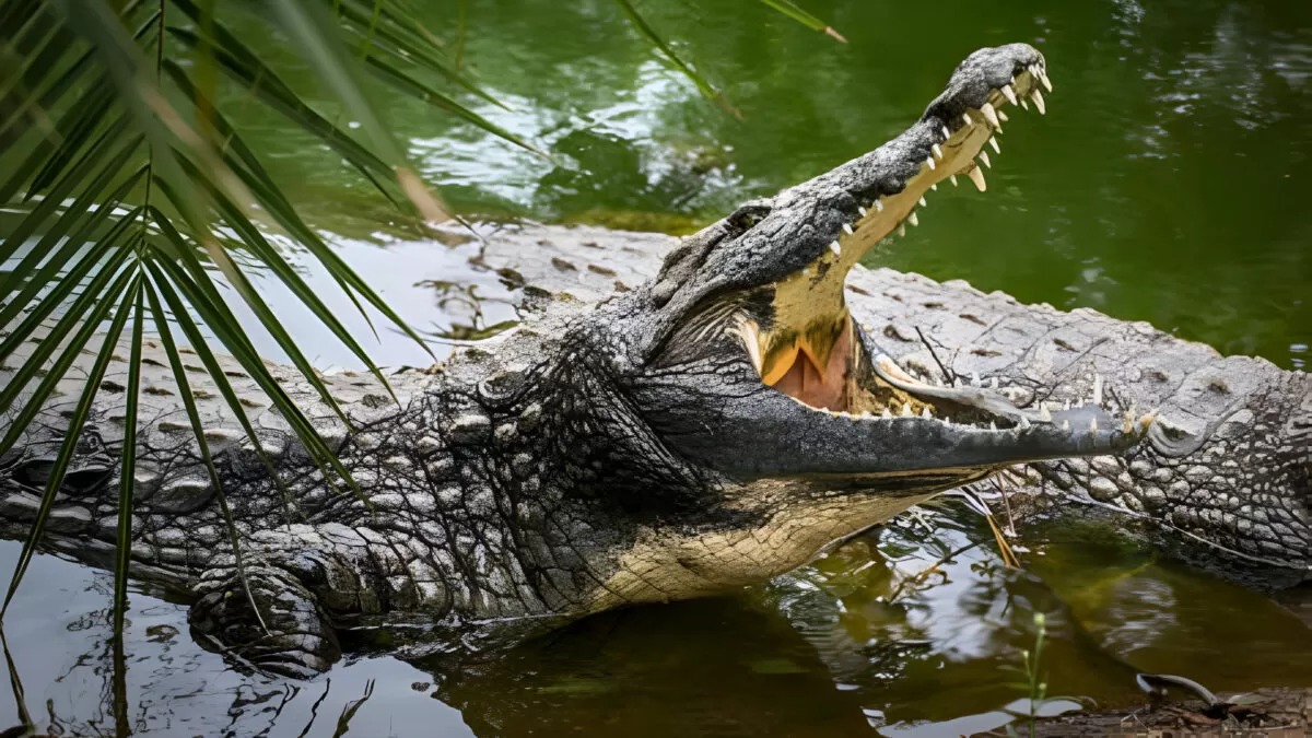 Investigan presunto robo de cocodrilo en zoológico de Veracruz