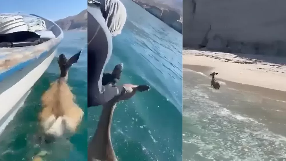 Pescadores rescatan a venado que nadaba en el Mar de Cortés