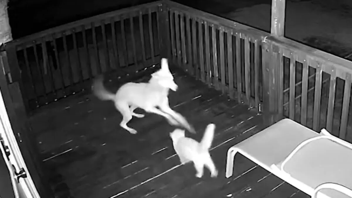 Gato sobrevive a feroz ataque de un coyote