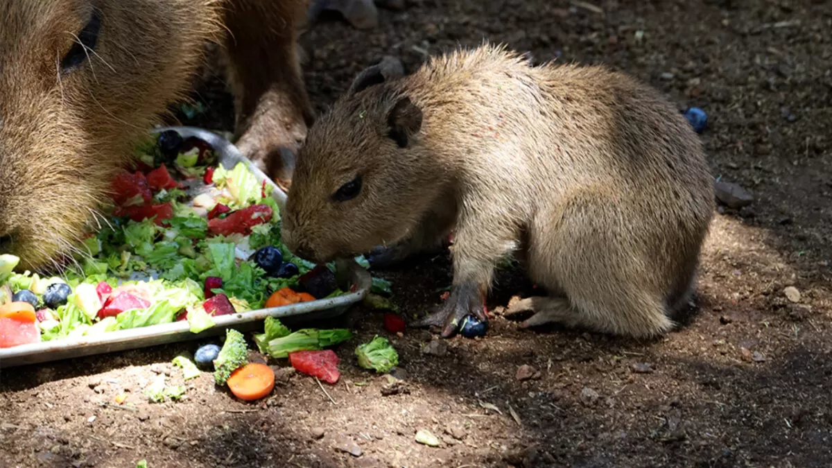 Nace tierno bebé capibara en Nuevo León