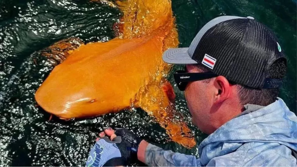 Sorprendente hallazgo: tiburón naranja aparece en Costa Rica