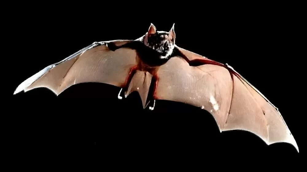 Descubren nueva especie de murciélago gigante