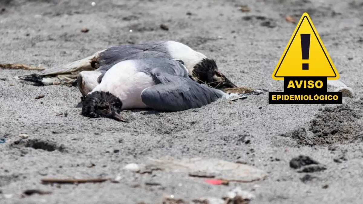 Alerta por gripe aviar en gaviotas en playa de Tamaulipas