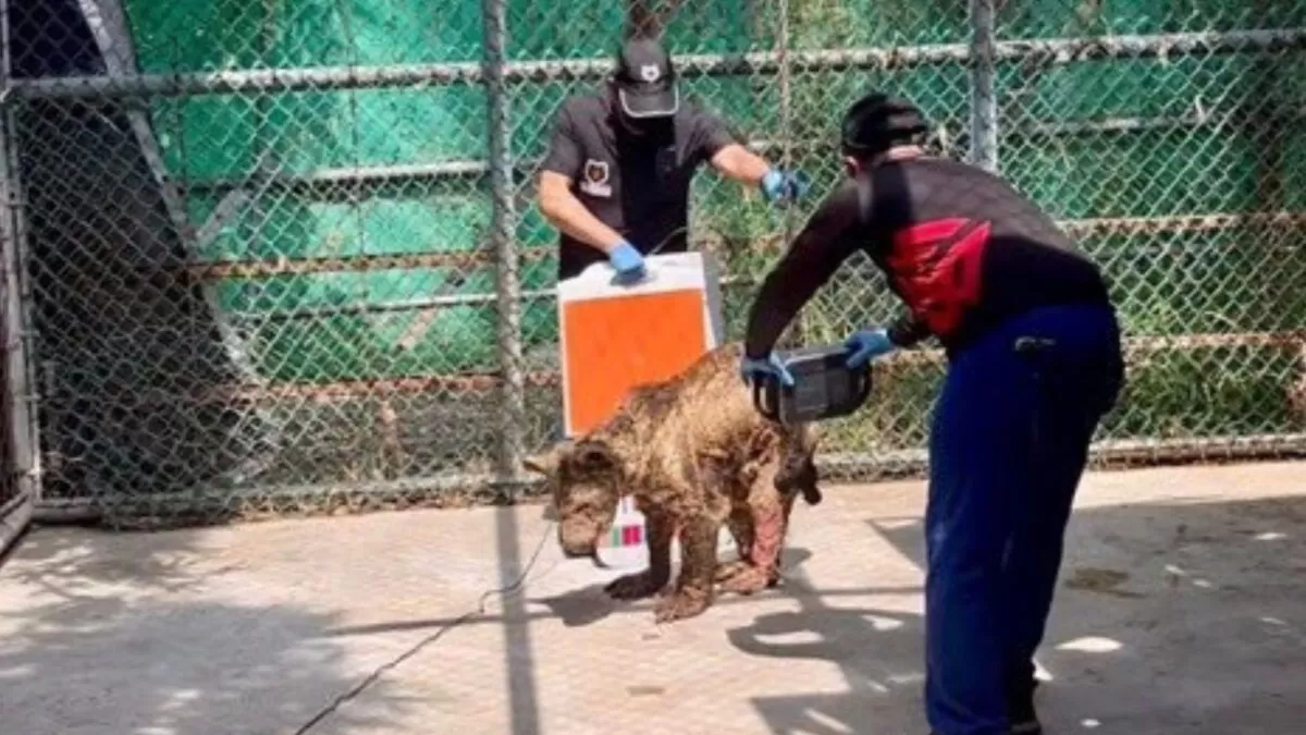 Profepa rescata a la osa ‘Mina’ del Zoológico La Pastora