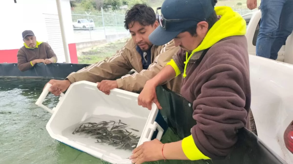 Arranca siembra de trucha pinta en Miquihuana
