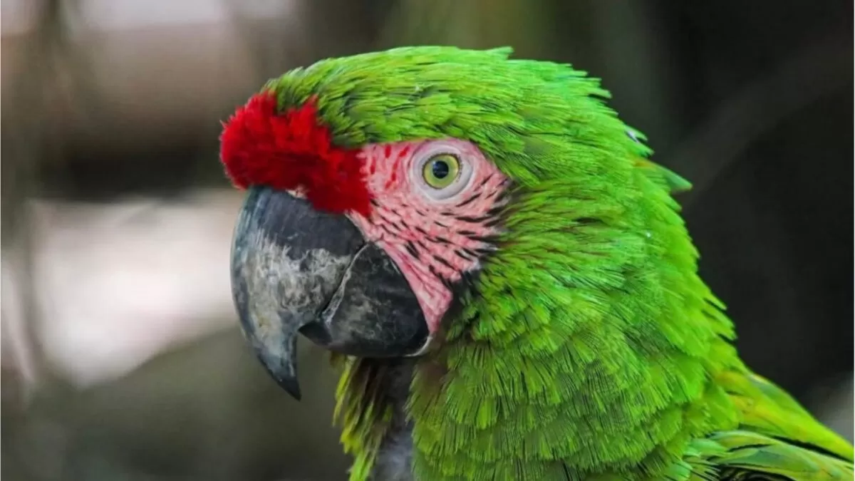 Nacen 25 nuevos ejemplares en el Zoológico Tamatán