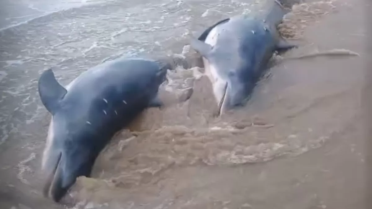 Encuentran delfines muertos en Playa Bagdad