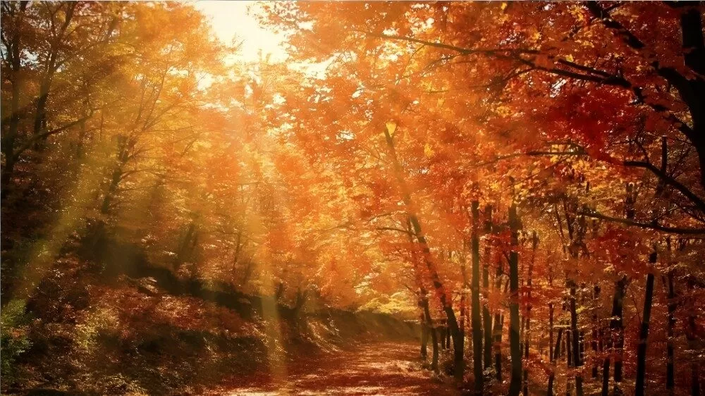 ¿Cuándo inicia el otoño en México este 2025?
