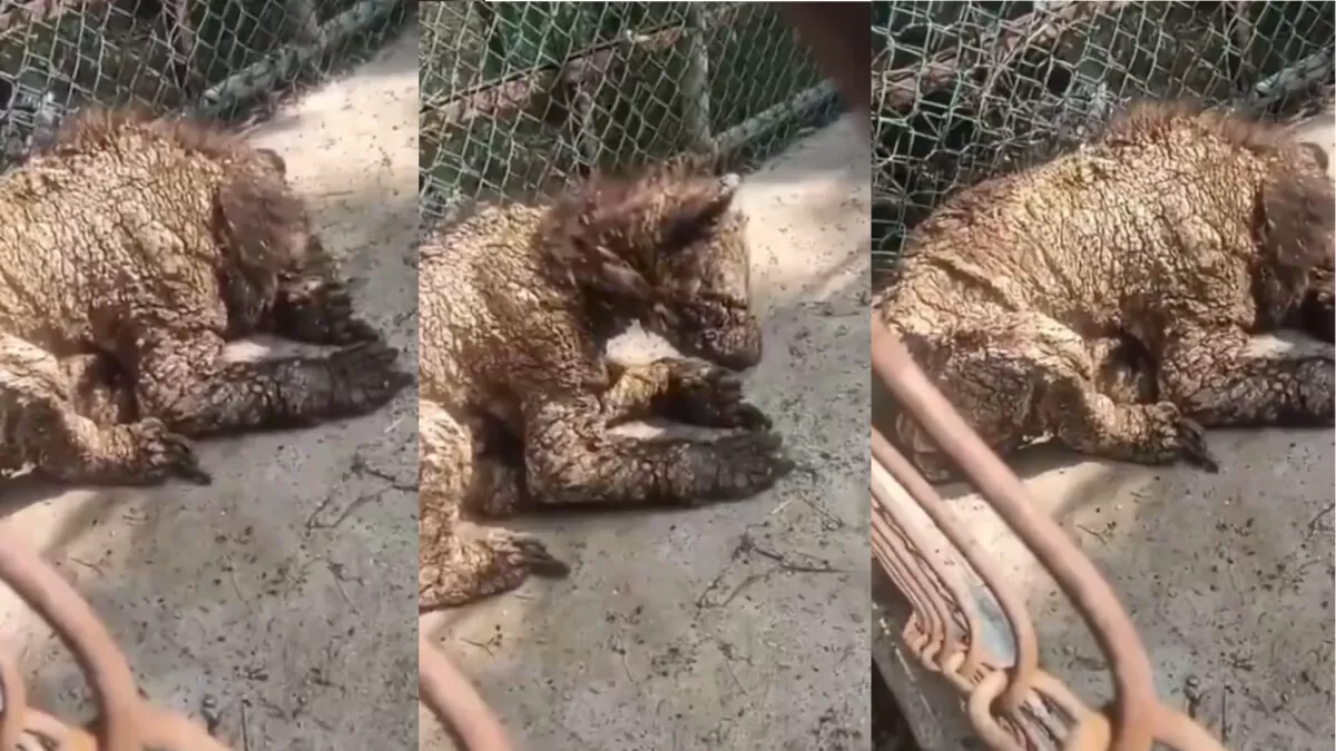 Denuncian abandono de osezna en zoológico de Nuevo León
