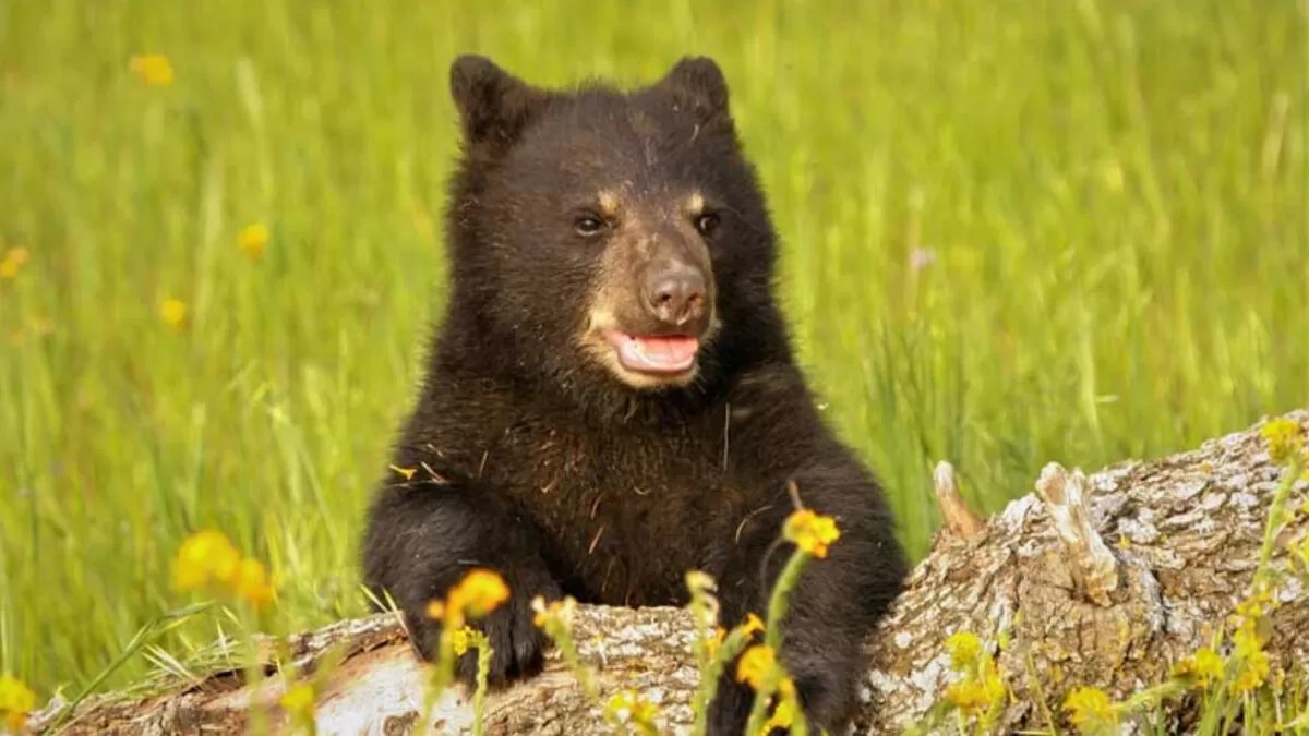 Rescatan y liberan a ejemplar de oso negro en Cananea, Sonora