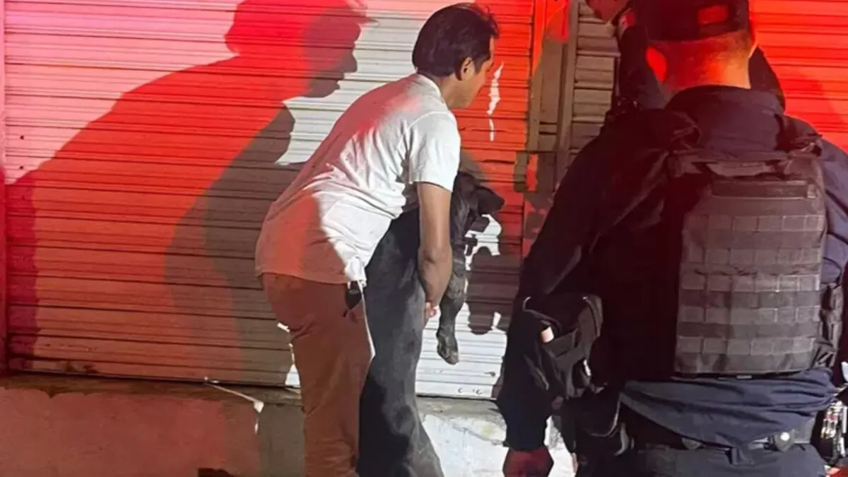 Ladrón muere atacado por perros pitbull en Aguascalientes