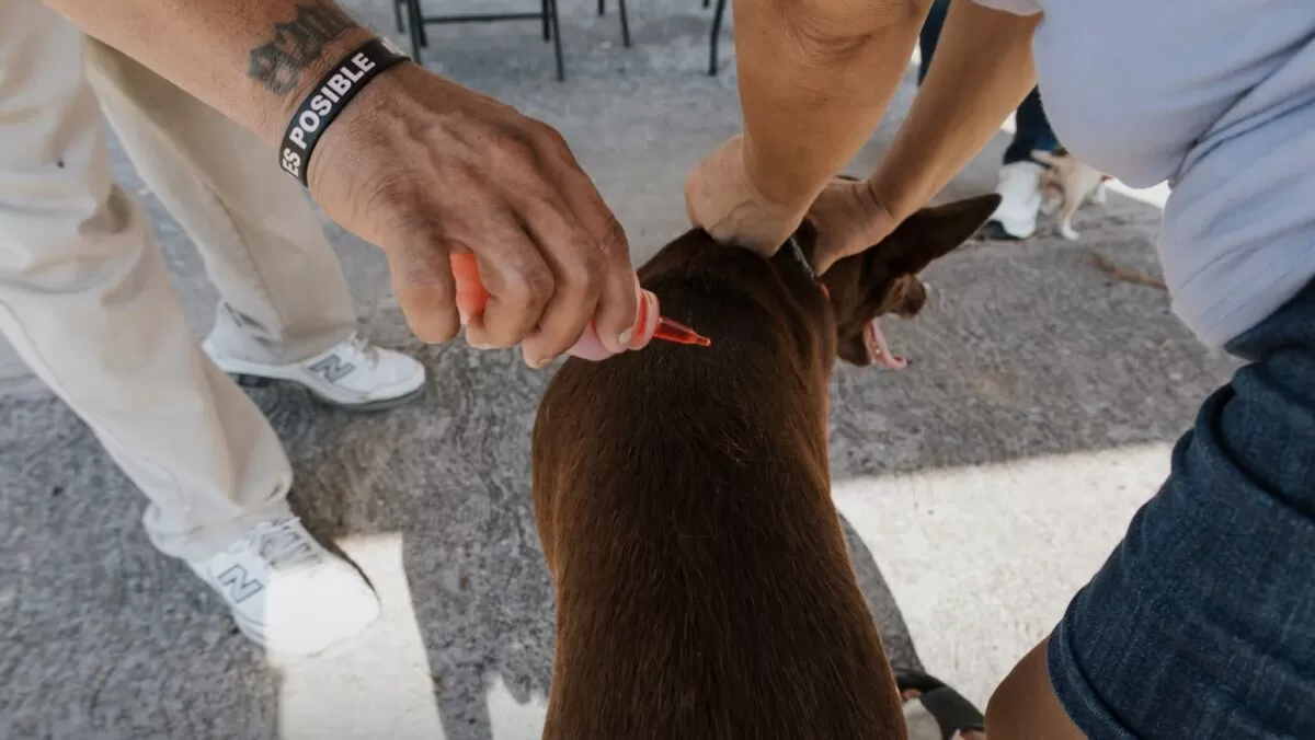 Gobierno de Beto Granados continúa instalando módulos de Zoonosis en Matamoros