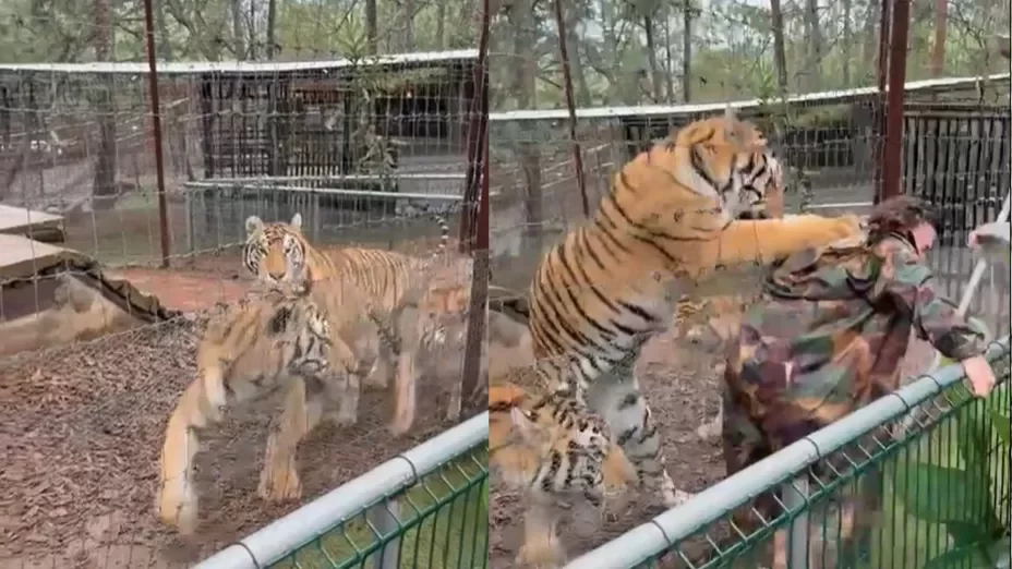 Tigre de bengala ataca a su cuidadora en parque turístico