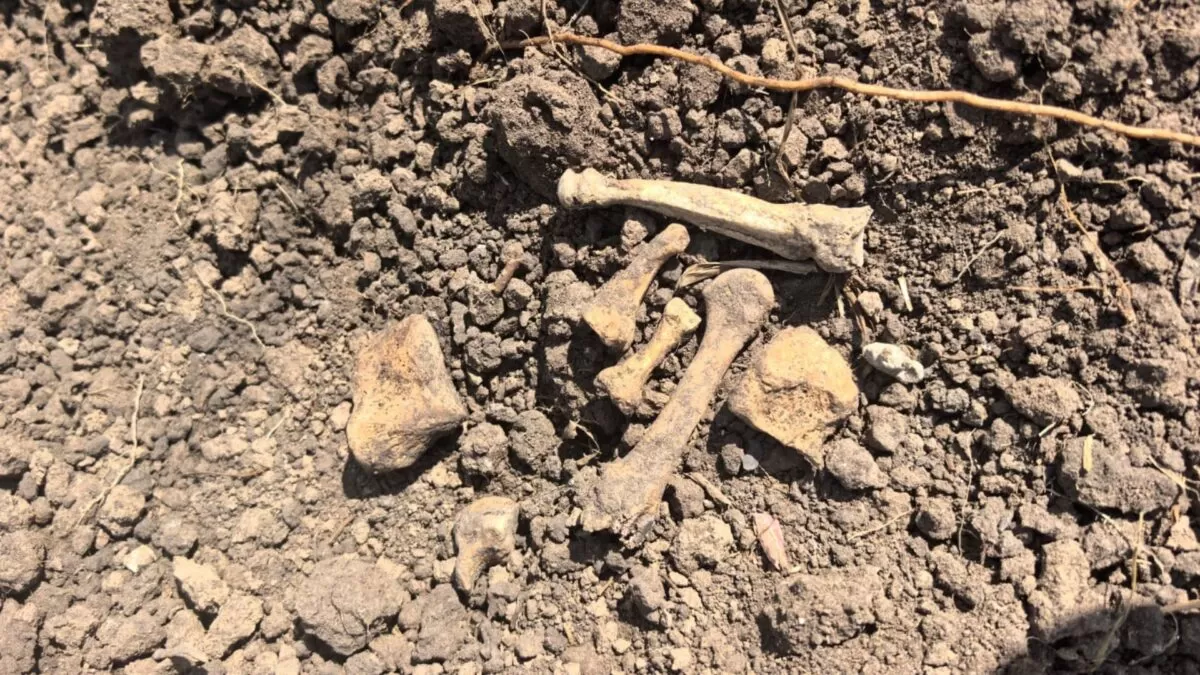 Localizan huesos humanos en fosa clandestina en Tamaulipas
