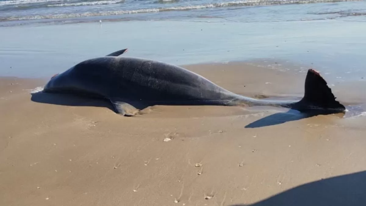 Basura espacial y delfines muertos llegan a Playa Bagdad