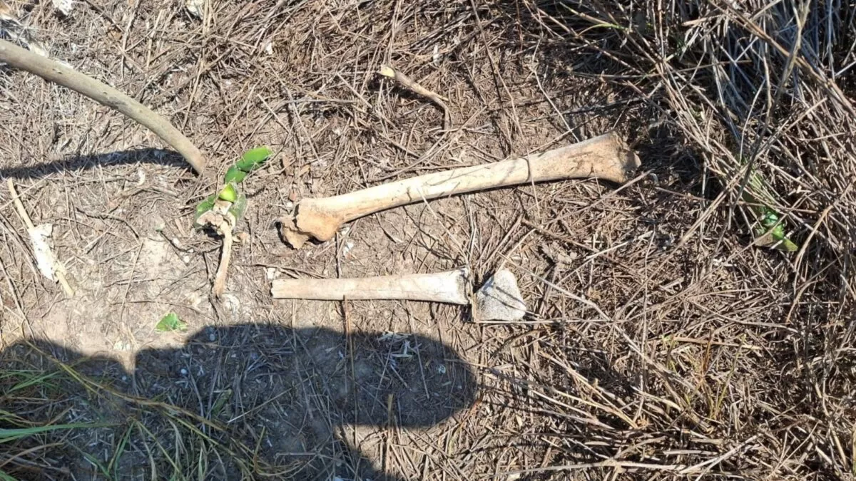 Colectivo descubre restos humanos en fosas clandestinas de Reynosa