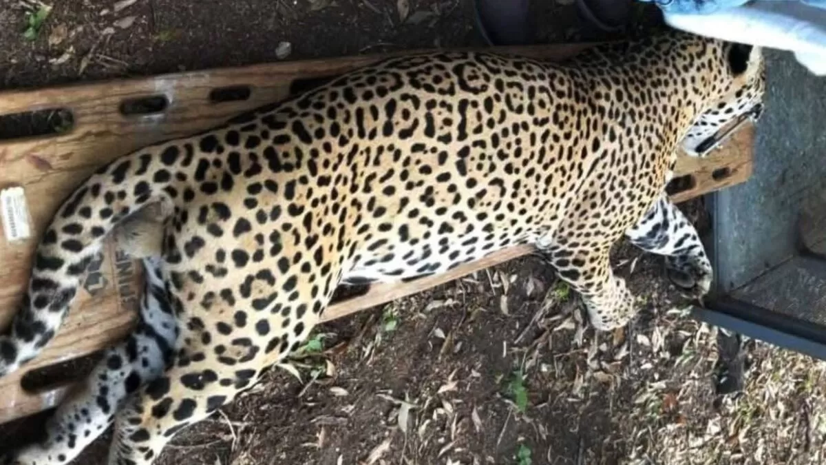 Jaguar es capturado por habitantes de Soto La Marina