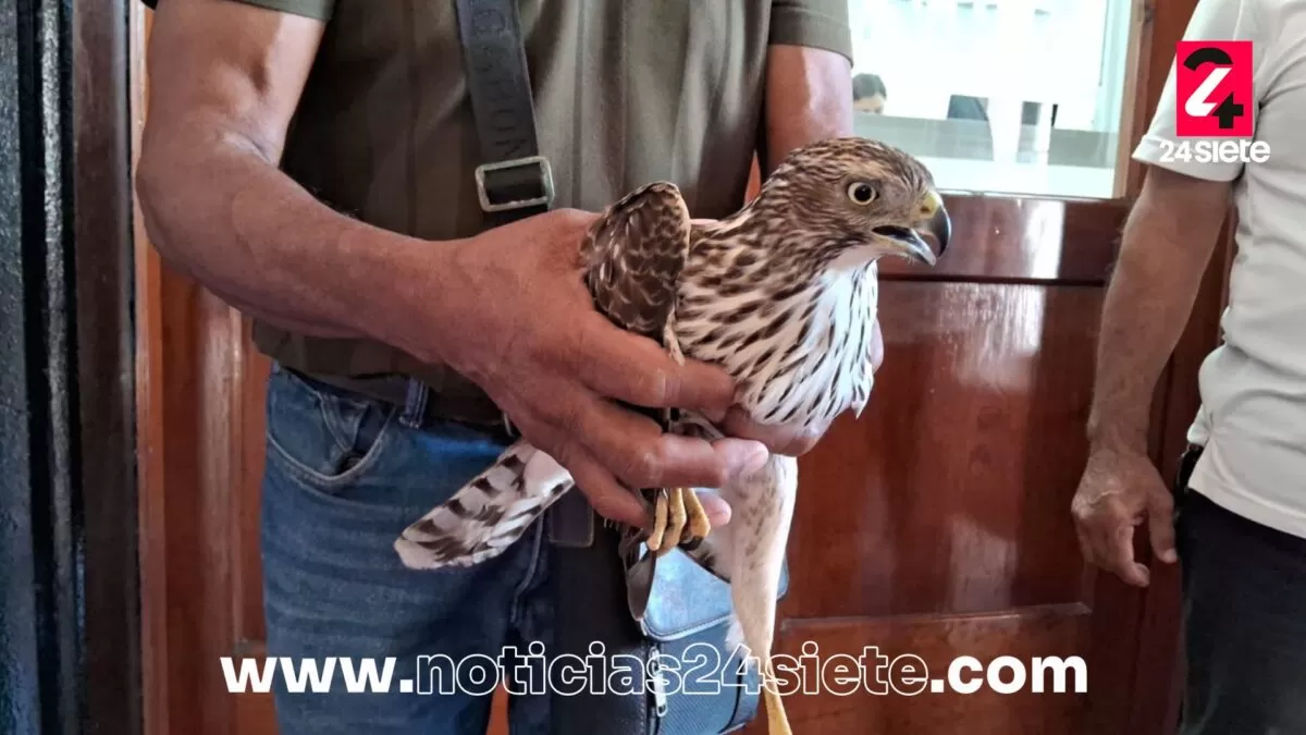 Ciudadano rescata un águila harris lesionada en el centro de Tampico
