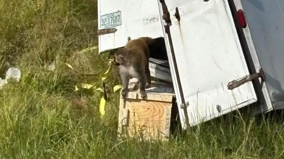 Se estrella camión con monos infectados en EU; uno logra escapar