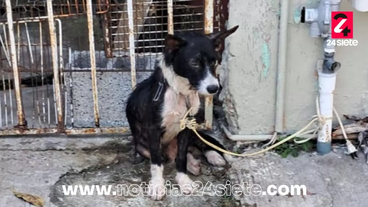 Denuncian presunto caso de maltrato animal en Ciudad Madero