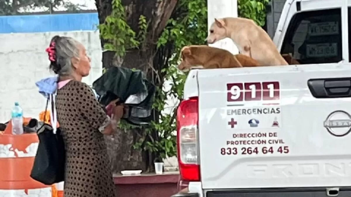Rescatan a adulta mayor y a sus seis perros tras inundación en Altamira