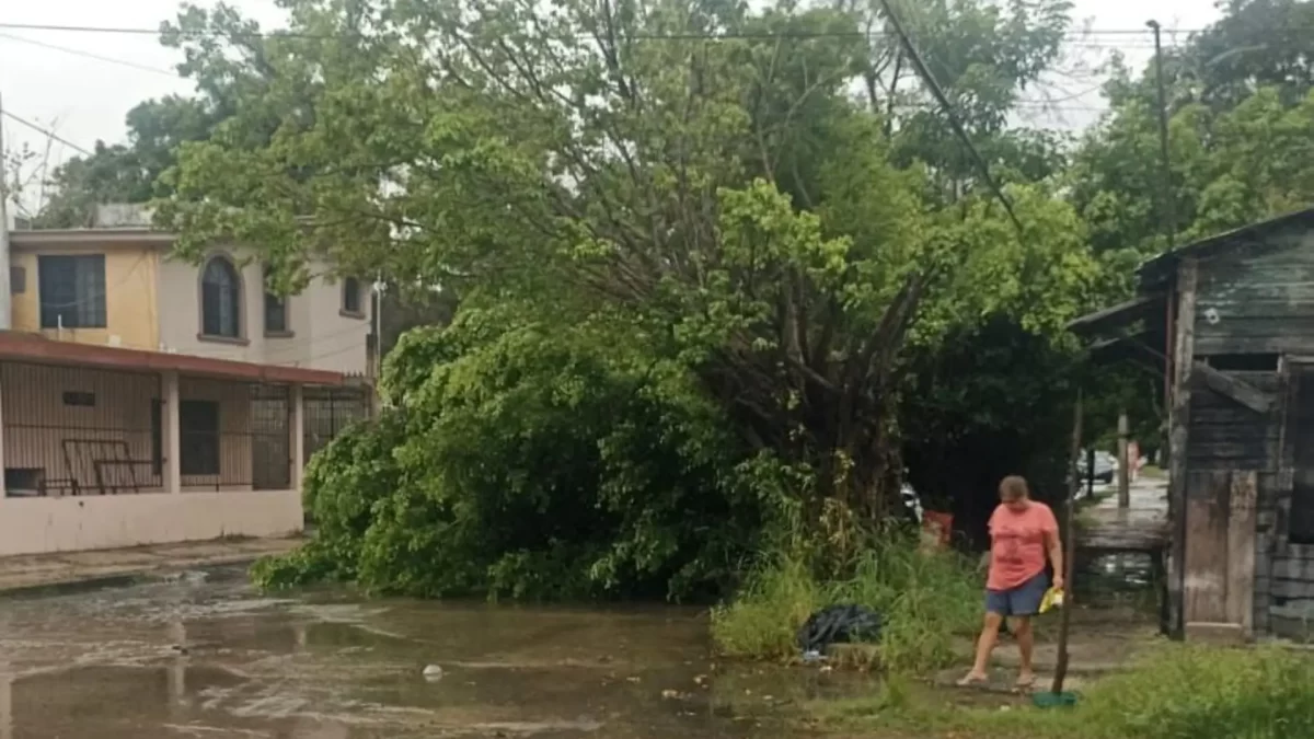 Cae enorme árbol tras fuertes lluvias en Ciudad Madero