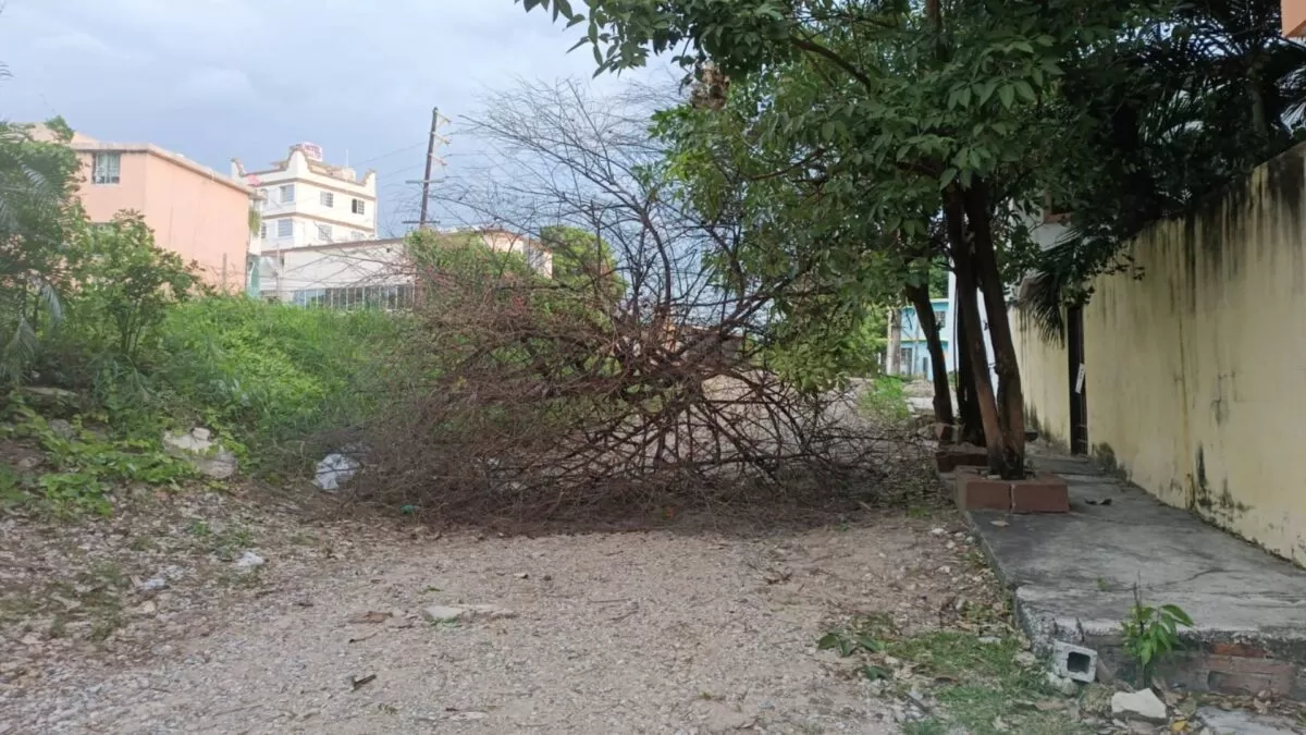 Frente frío 11 provoca cortes de luz y caída de árboles en Madero