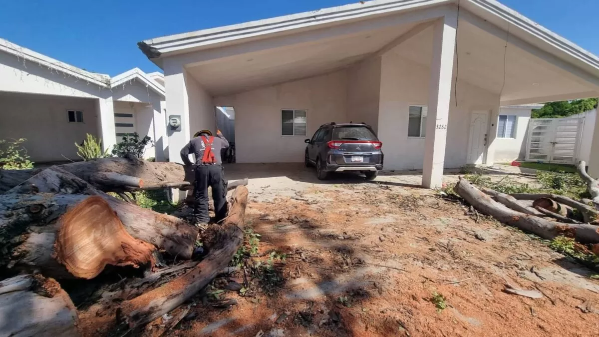 Frente frío provoca más de 10 árboles caídos en Ciudad Victoria