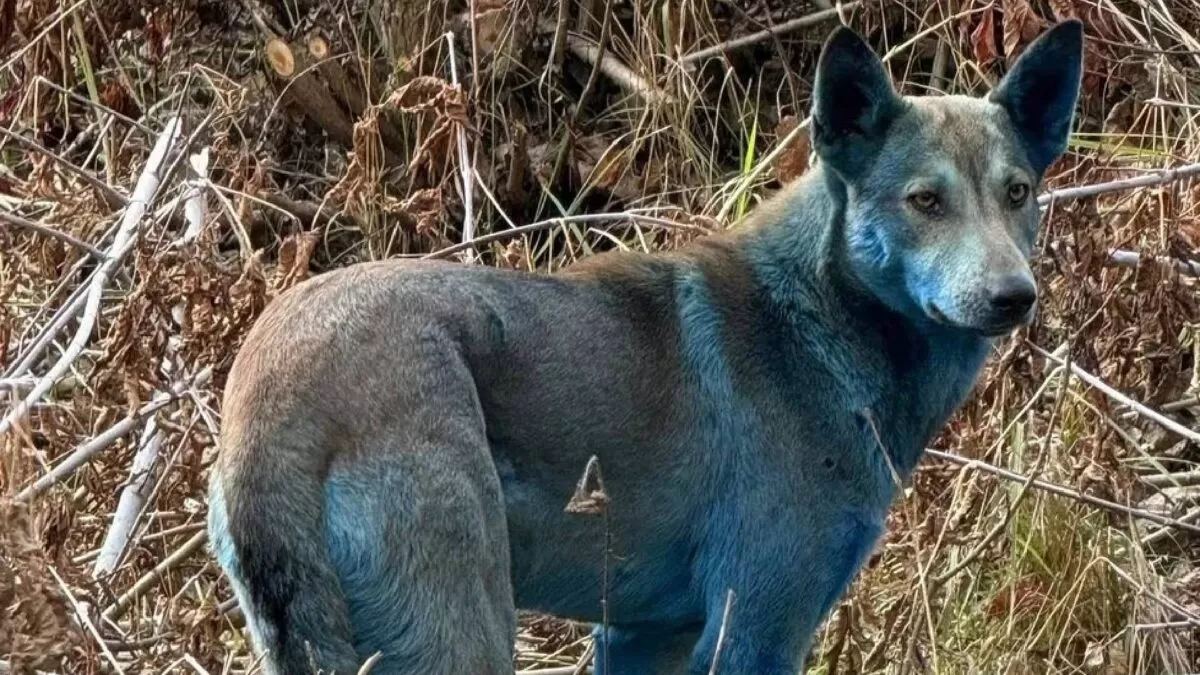 Avistan perros azules por zona nuclear de Chernobyl