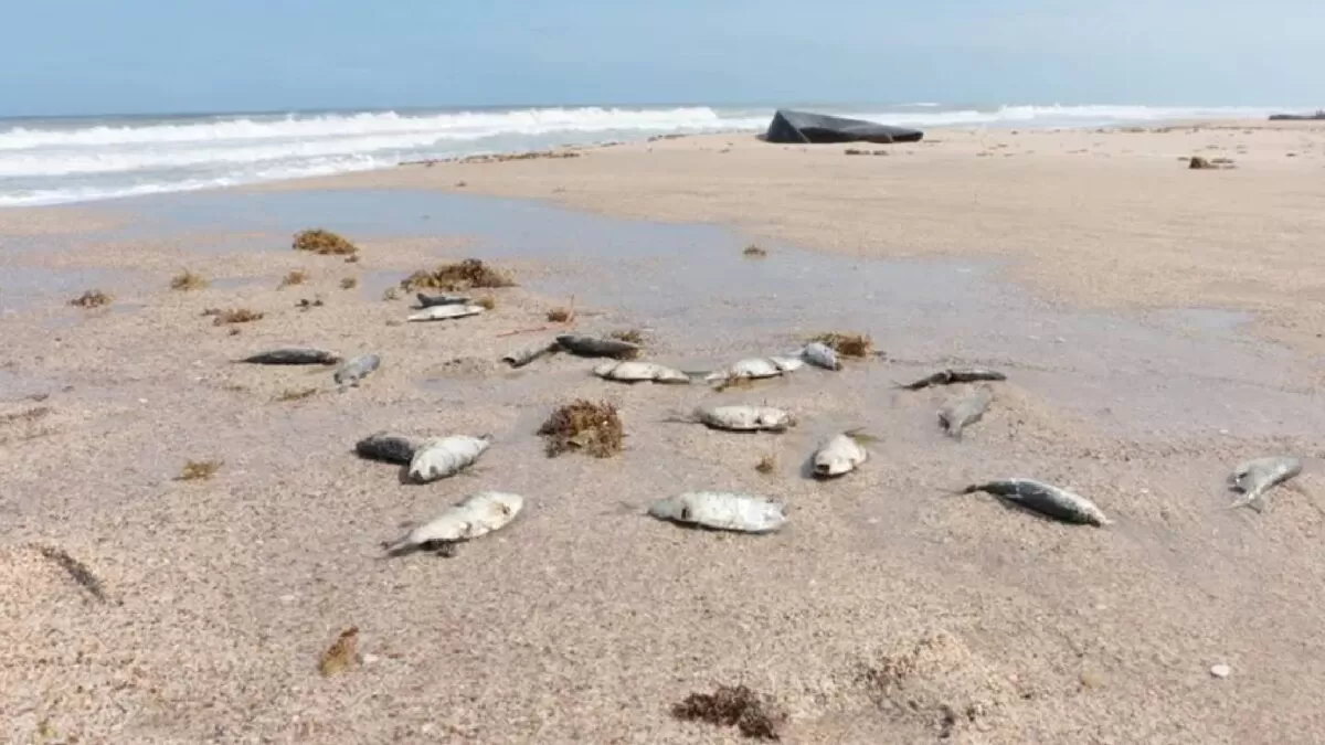 Cierran playa Tesoro por presencia de peces muertos