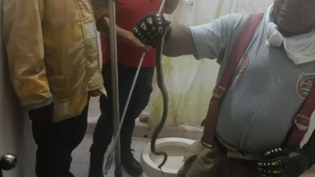 Capturan víbora dentro de vivienda en Ciudad Victoria