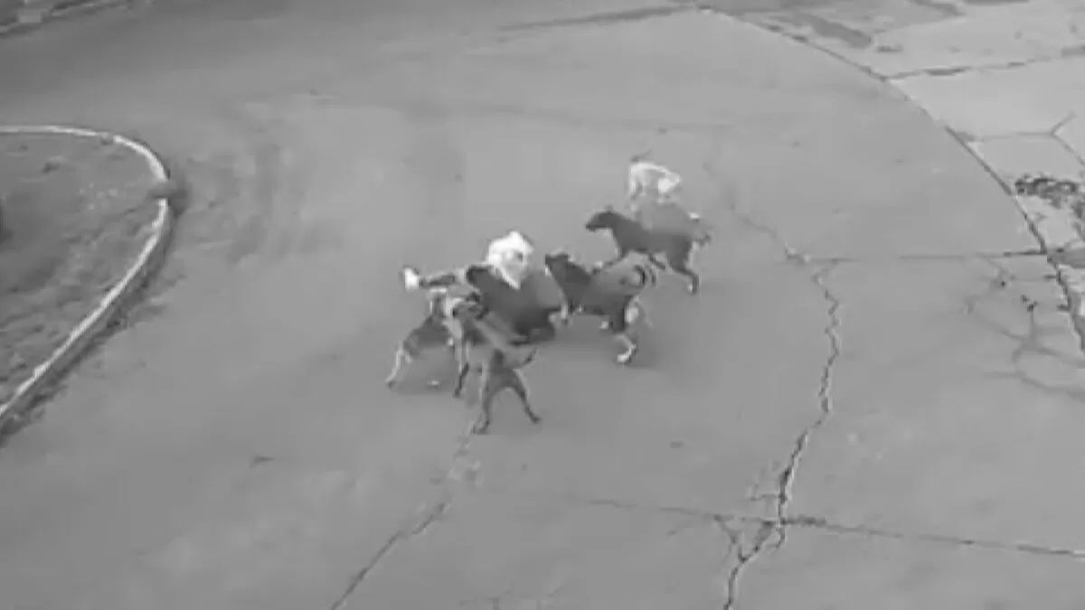 Automovilista salva a mujer de ser devorada por jauría de perros