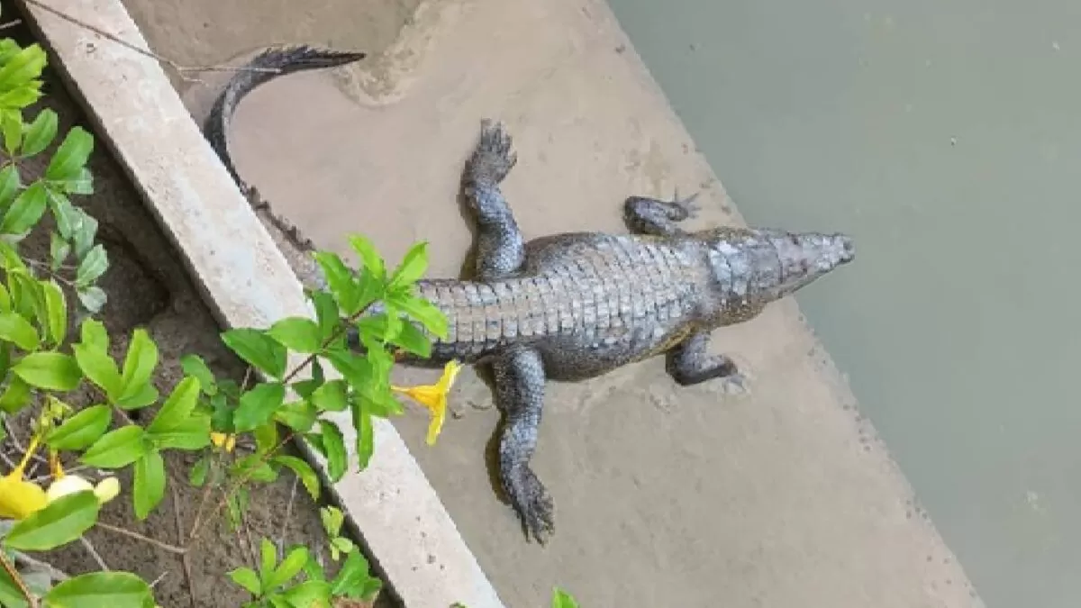 Cocodrilos reaparecen en el Canal de la Cortadura tras subir el nivel del agua