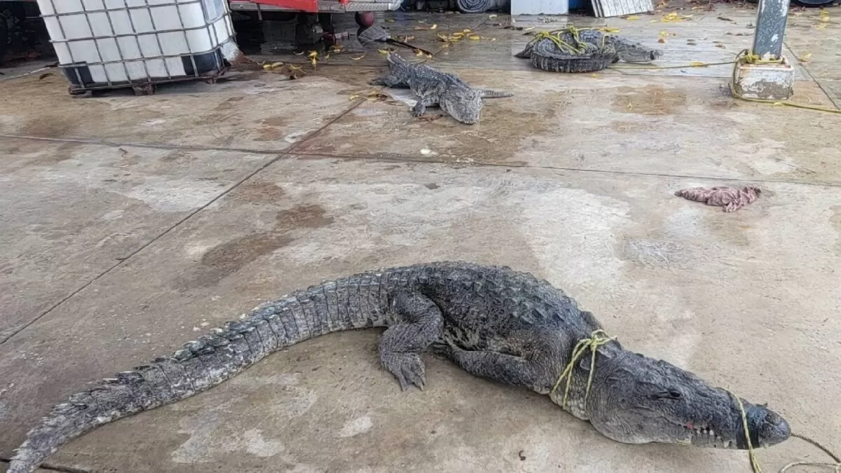 Capturan tres cocodrilos en Ciudad Madero; uno mide casi 3 metros