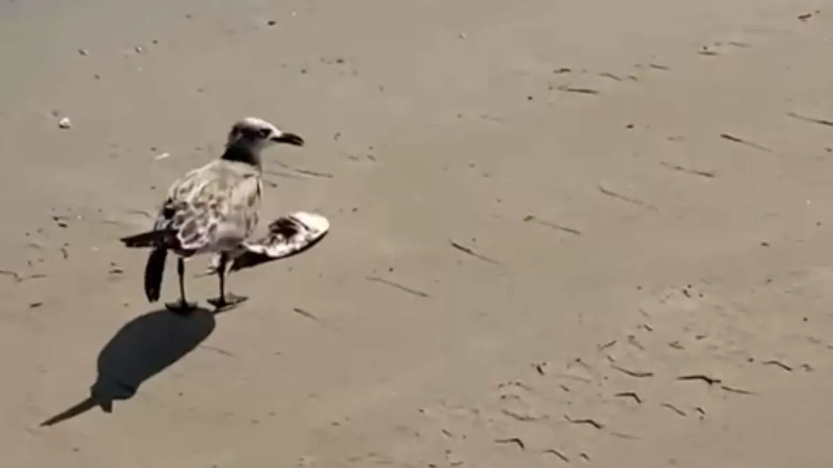 Fuerte marea arroja peces muertos y palizada en playa Miramar