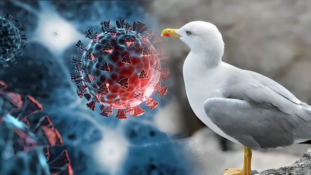 Tamaulipas mantiene bajo control brote de influenza aviar en Matamoros