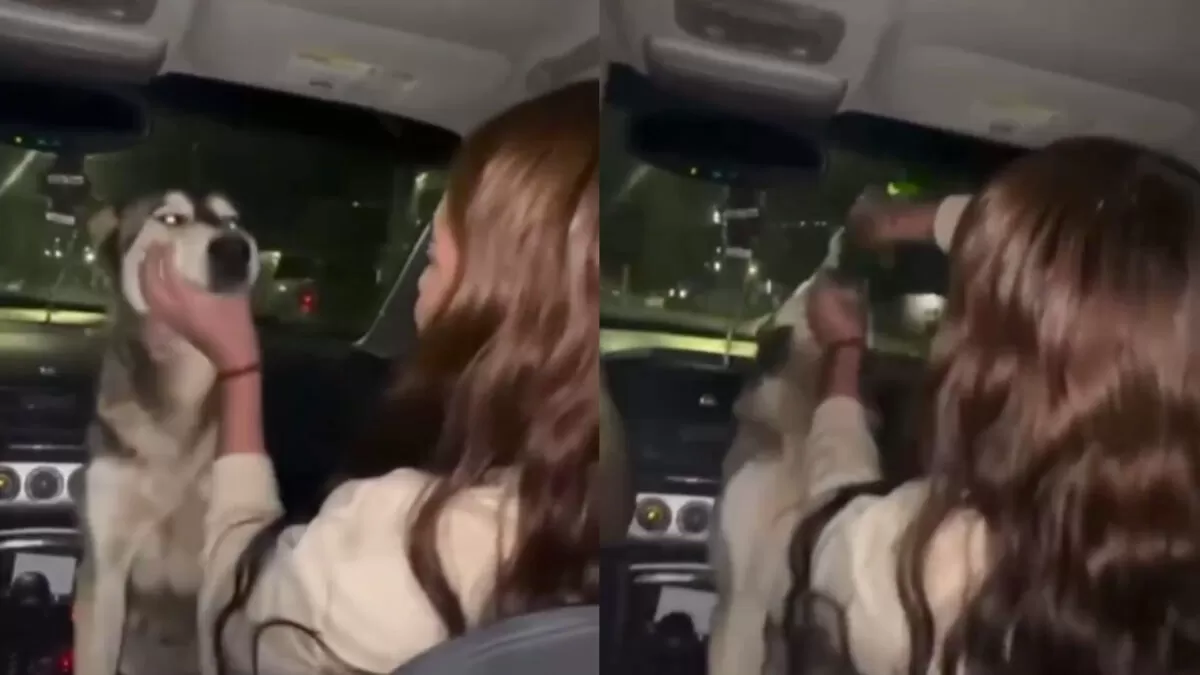 Jóvenes alcoholizan a una perrita en Chihuahua