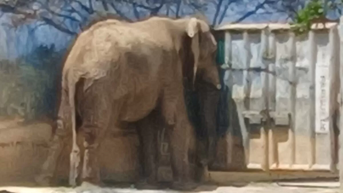 Denuncian abandono del elefante Monty en zoológico de Nuevo León