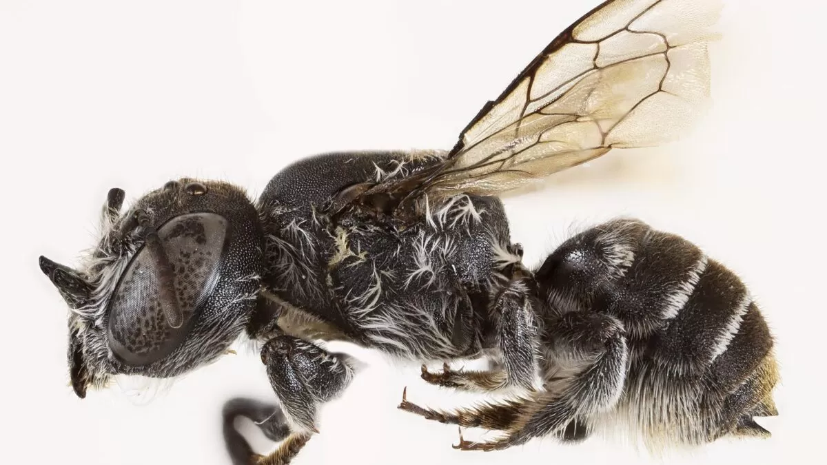 Descubren una abeja con “cuernos demoníacos” en Australia